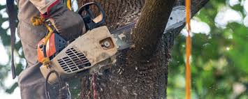 Best Emergency Tree Removal  in Chula Vista, CA