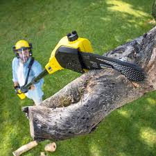 How Our Tree Care Process Works  in  Chula Vista, CA