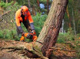 Best Weed Control  in Chula Vista, CA