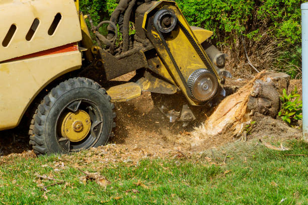 Reliable Chula Vista, CA Tree Services Solutions