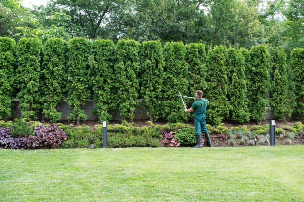 Best Tree Disease Treatment  in Chula Vista, CA
