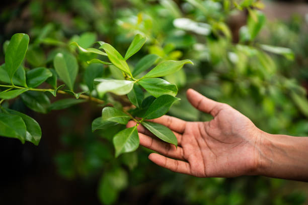 Best Hazardous Tree Removal  in Chula Vista, CA