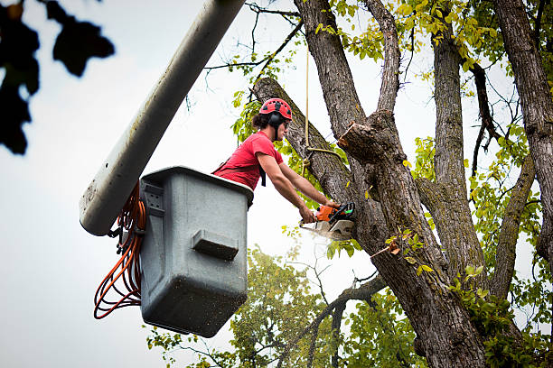 Best Leaf Removal  in Chula Vista, CA
